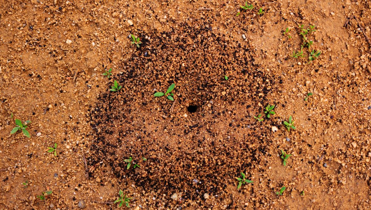 Si ves un hormiguero en el jardín de tu casa o cerca, te contamos qué significa según el Feng Shui