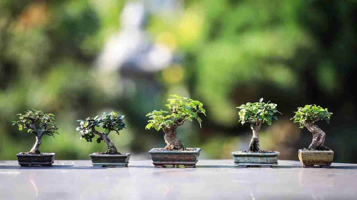 Feng Shui: las 4 plantas que deberías quitar del hogar para evitar las malas energías