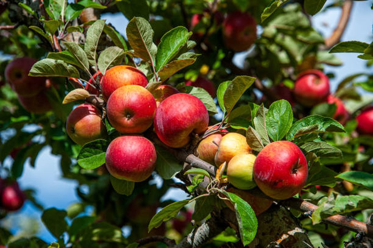 Un árbol que guarda siglos de historia en cada cosecha Un árbol que guarda siglos de historia en cada cosecha