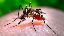 El Aedes Aegypti, una plaga que se combate en Mendoza. El Aedes Aegypti, una plaga que se combate en Mendoza.