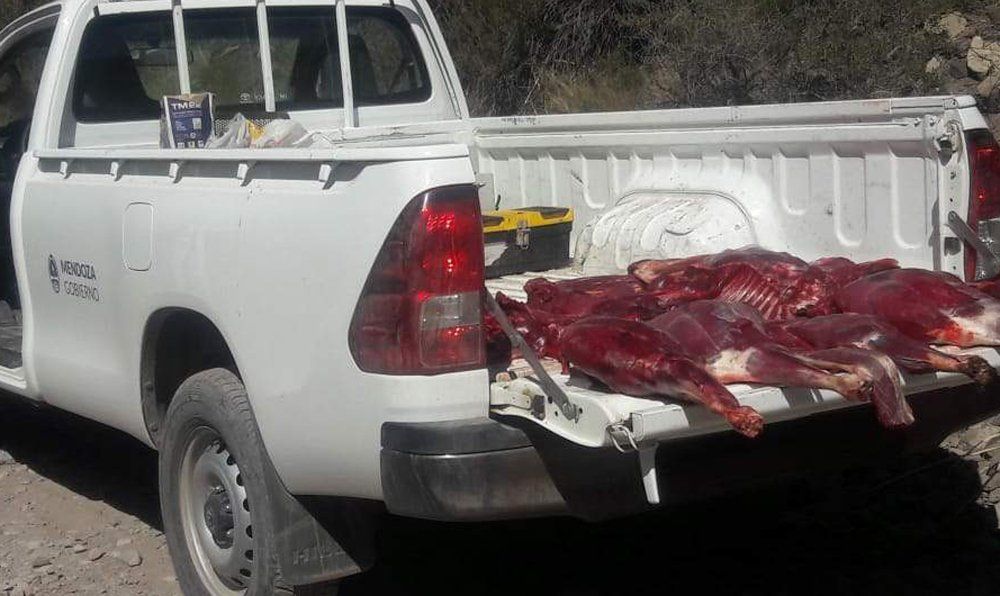 Tres empleados de Vialidad de Mendoza fueron detenidos por faenar guanacos