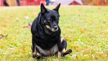 Qué significa que tu perro arrastre la cola por el suelo y cuándo ir a la veterinaria Qué significa que tu perro arrastre la cola por el suelo y cuándo ir a la veterinaria