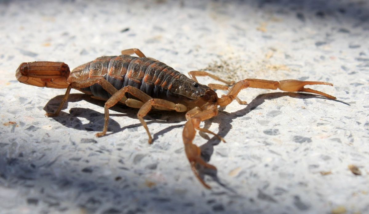 Así puedes alejar a los peligrosos alacranes de tu hogar