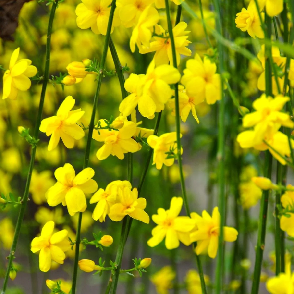Esta planta trepadora se convierte en una cascada de flores amarillas. Imagen: Freepik.