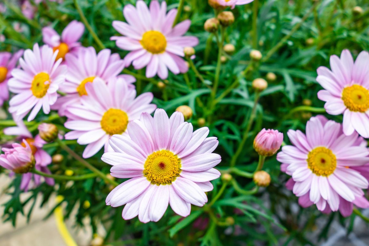 Esta encantadora planta tiene flores coloridas. Imagen: Freepik.