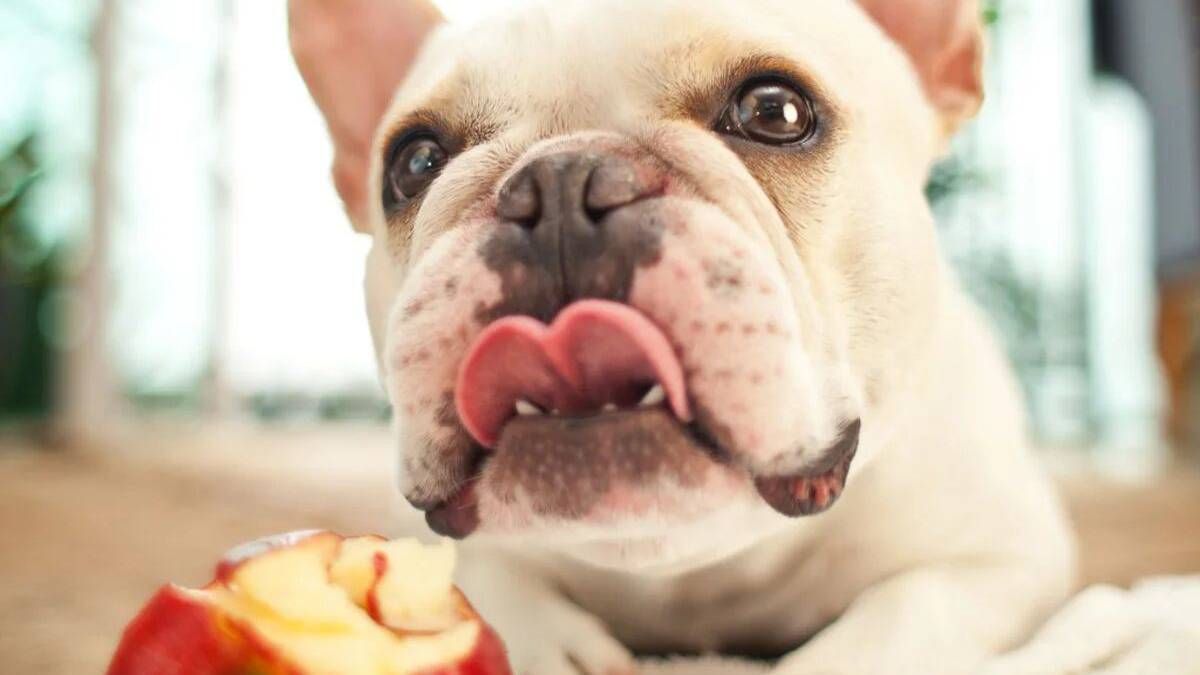 Te sorprenderá saber qué frutas pueden comer los perros.