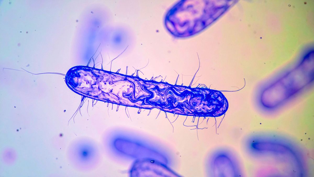 Los antibióticos eliminan bacterias. Los antibióticos eliminan bacterias. 