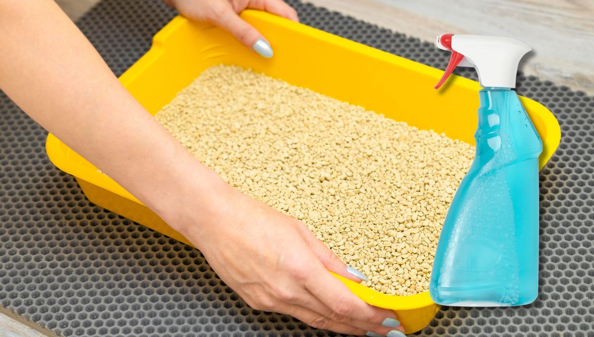 Por qué hay que rociar vinagre en la caja del gato: ¿qué significa?