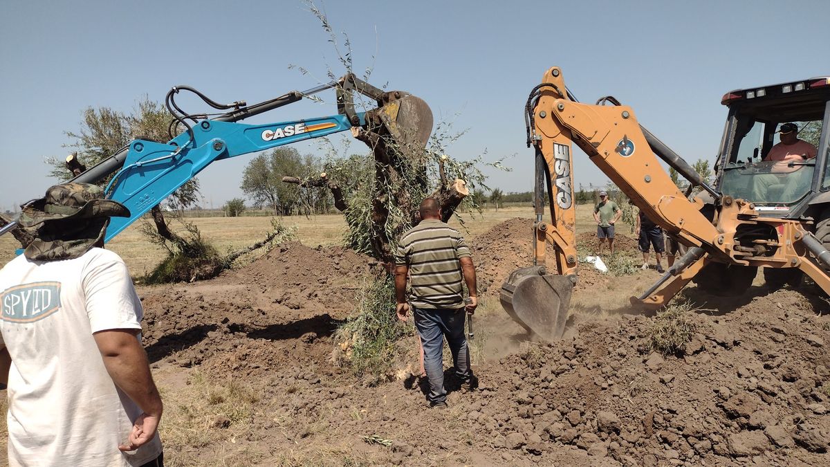 Los árboles se levantan por medio de una retroexcavadora. Los árboles se levantan por medio de una retroexcavadora.