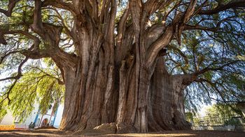El árbol con el tronco más ancho del mundo está en América Latina: tiene el tamaño de una casa