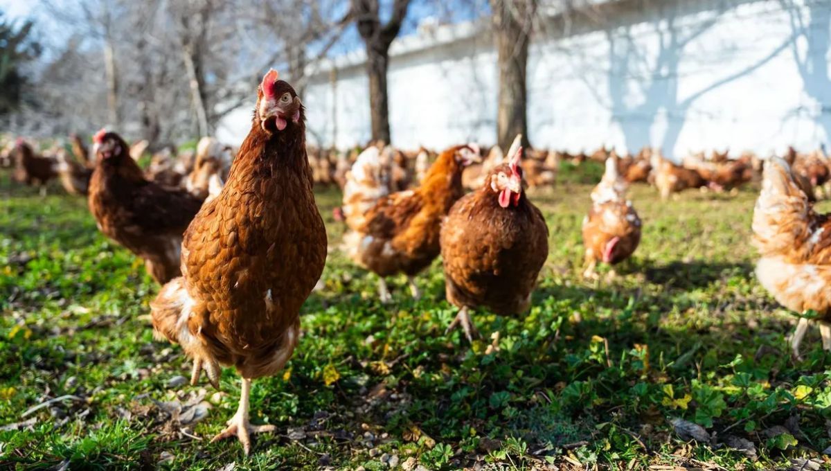 Una parvada de gallinas de apropia de una ciudad y ahora el municipio busca dar una repuesta 