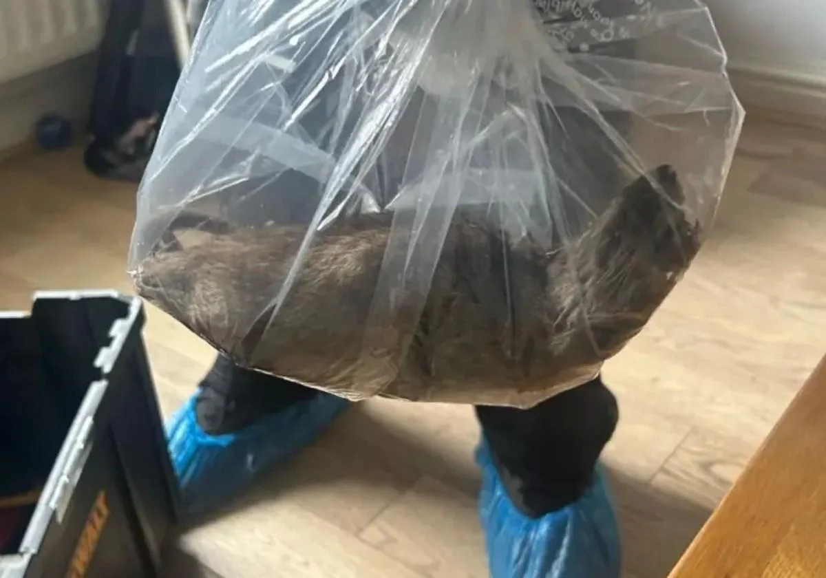 Alerta en Europa: encuentran una rata gigante y temen por su peligrosa expansión Alerta en Europa: encuentran una rata gigante y temen por su peligrosa expansión