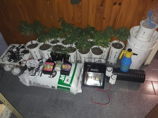 Cárcel para tres jóvenes que cultivaban marihuana en invernaderos