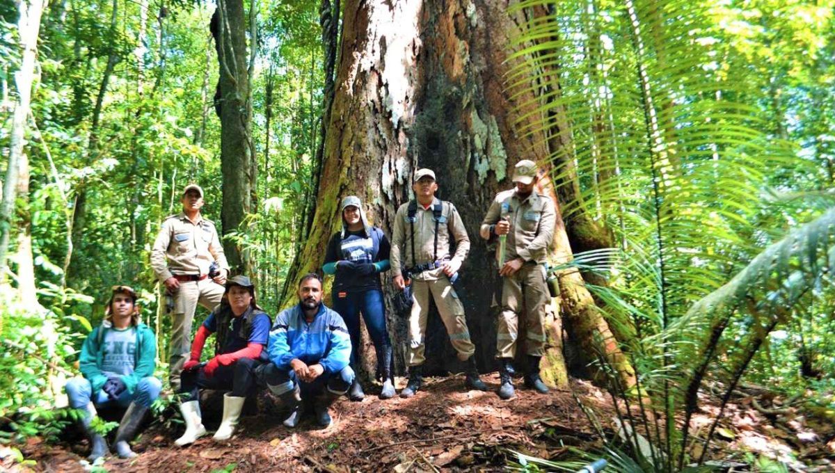 Un grupo de especialistas localizó al árbol más alto de Sudamérica