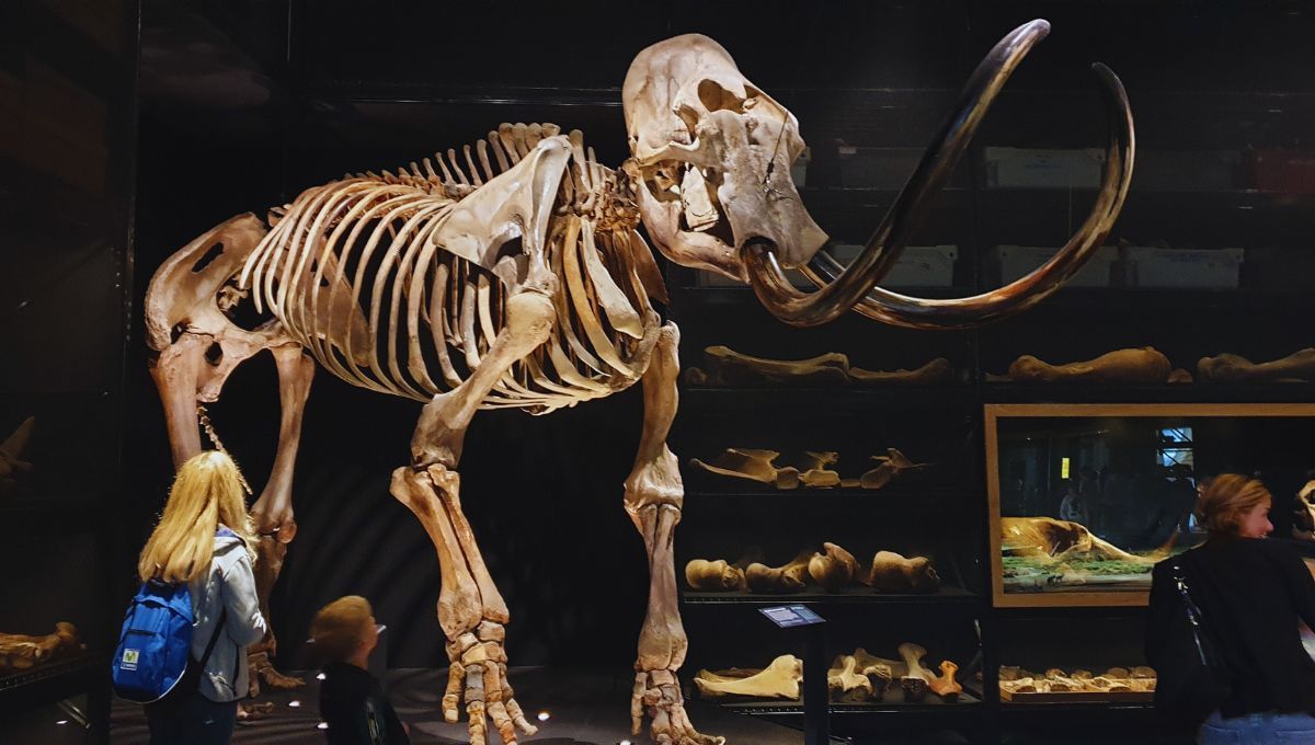 El animal que podría volver de la extinción: ¿vuelven los dinosaurios?