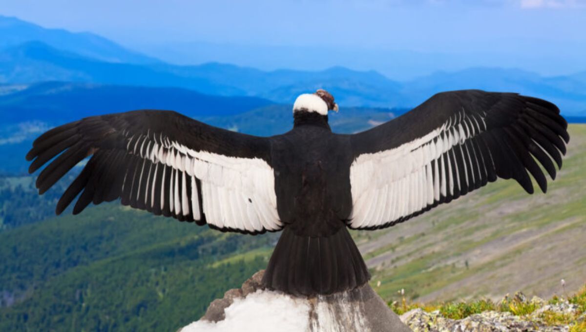 Uno de los depredadores voladores más grandes de la historia de la Tierra.
