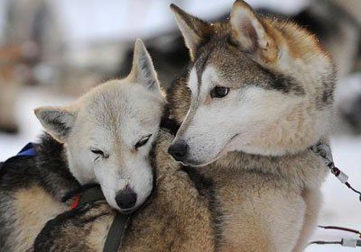 Hubo una matanza de perros en Canadá y la policía investiga a empresas de turismo