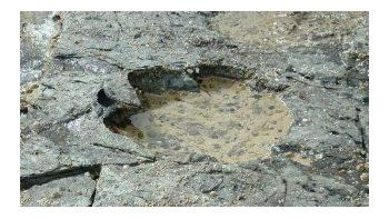Descubren huellas de dinosaurio en una isla escocesa