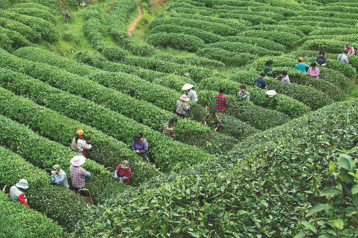 Cosecha de hojas de té en una plantación en la ciudad de Wuyishan, provincia de Fujian. QIU RUQUAN / XINHUA