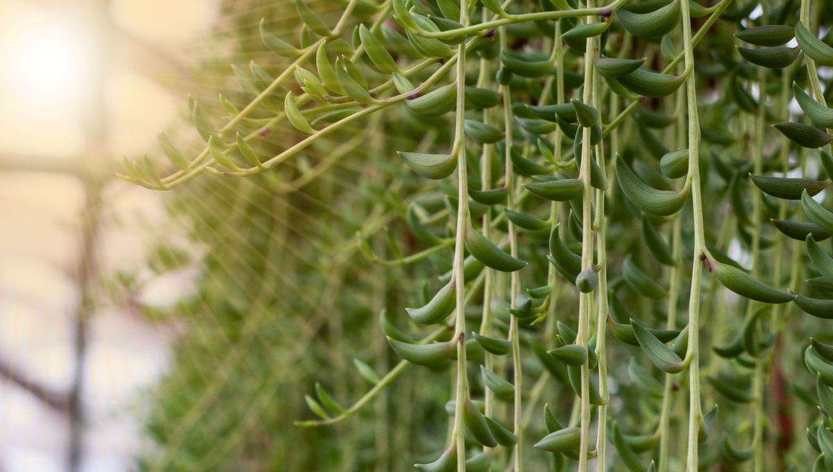 La planta más resistente al sol y el calor