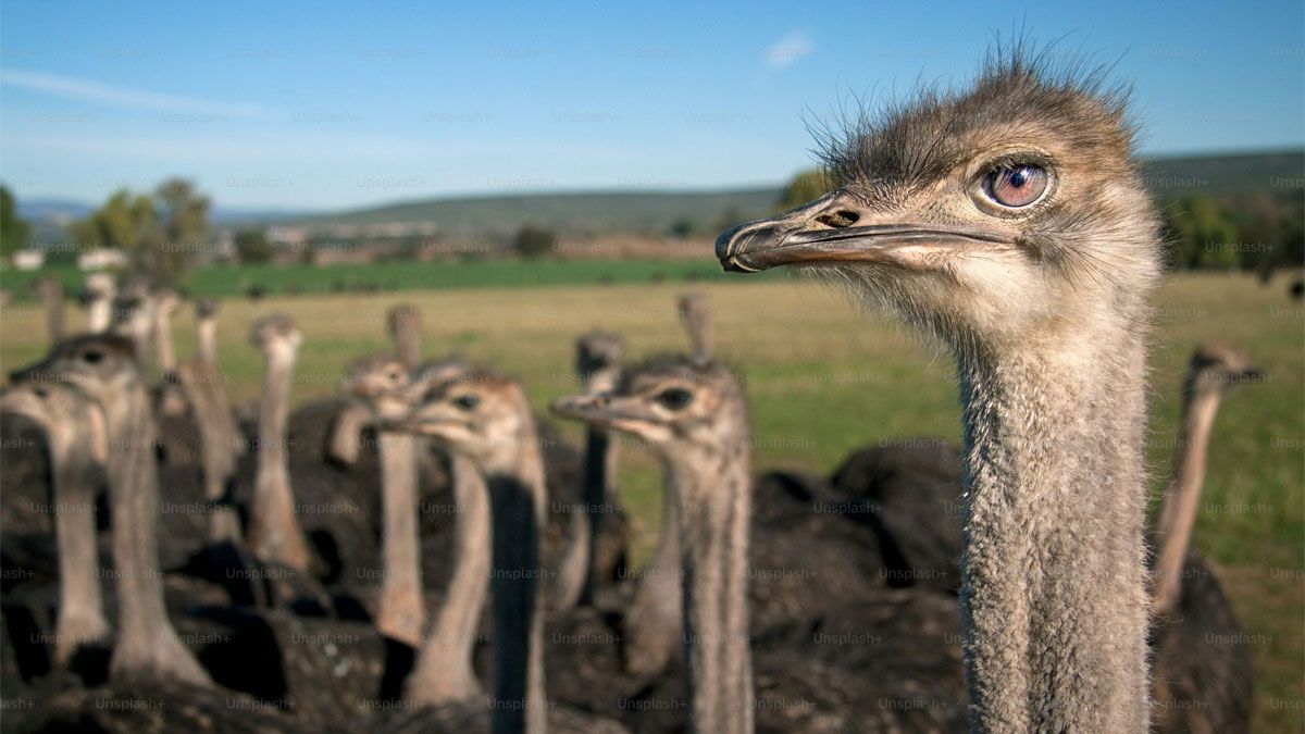 Los avestruces pueden llegar a medir 2.7 metros de altura. Foto: gentileza unsplash.