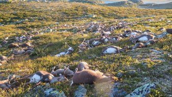 Rayos mataron más de 300 renos salvajes en Noruega