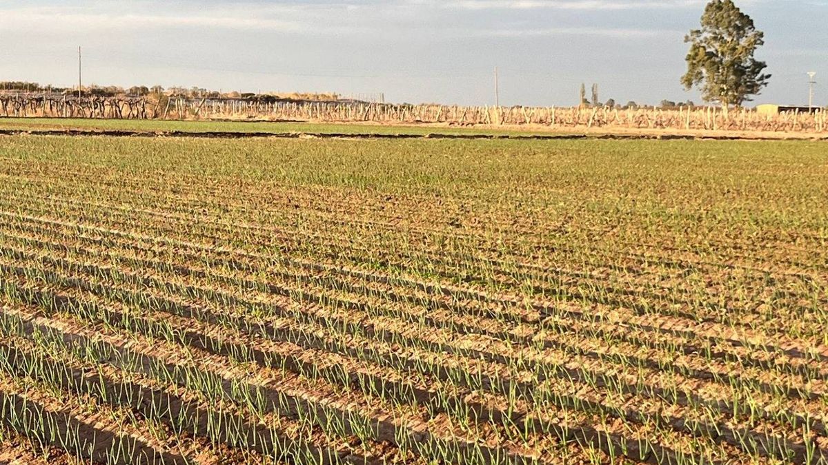 El cultivo de cebollas dulces comenzó hace tres años en Mendoza. El cultivo de cebollas dulces comenzó hace tres años en Mendoza.
