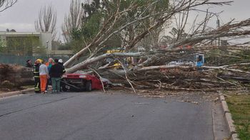 En 8 meses, hubo 3 muertos y 4 accidentados por caída de árboles en el Gran Mendoza En 8 meses, hubo 3 muertos y 4 accidentados por caída de árboles en el Gran Mendoza
