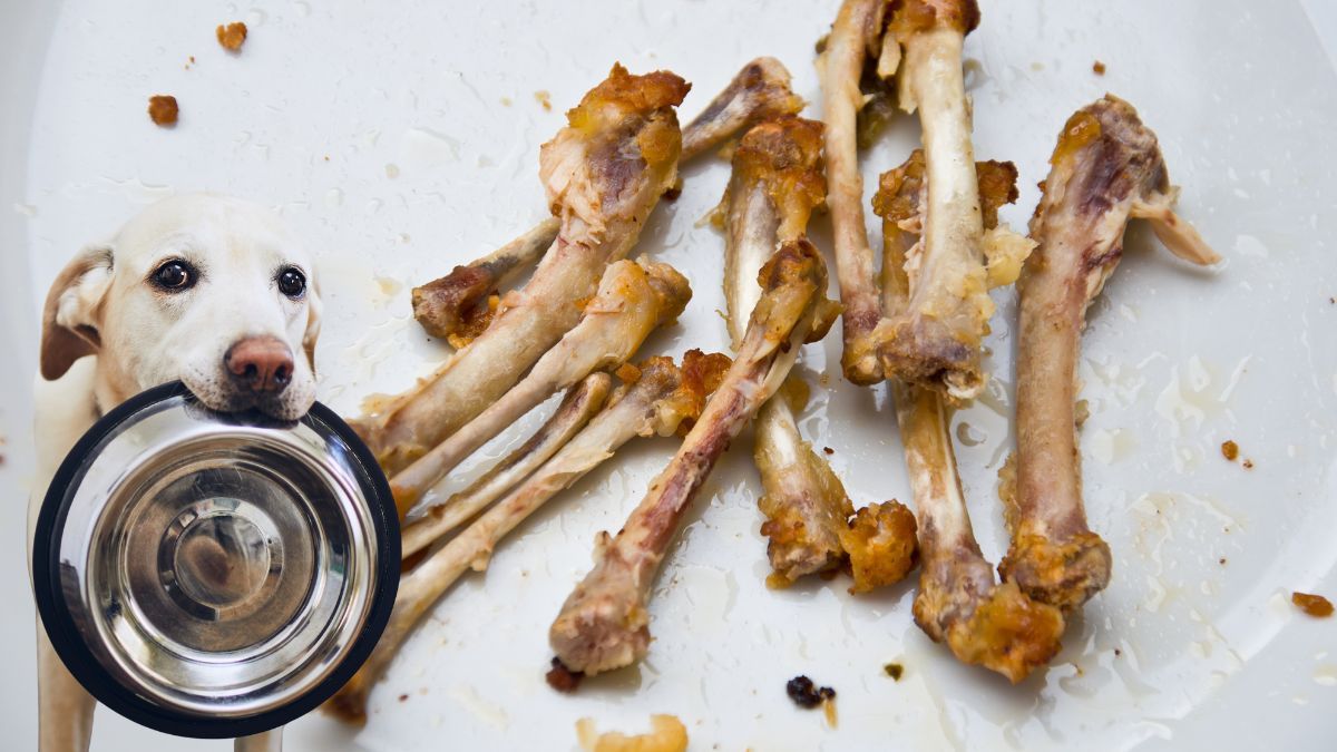 Los huesos de pollo son muy peligrosos para los perros, por eso si traga uno debes saber qué hacer y cómo actuar de inmediato. Los huesos de pollo son muy peligrosos para los perros, por eso si traga uno debes saber qué hacer y cómo actuar de inmediato.