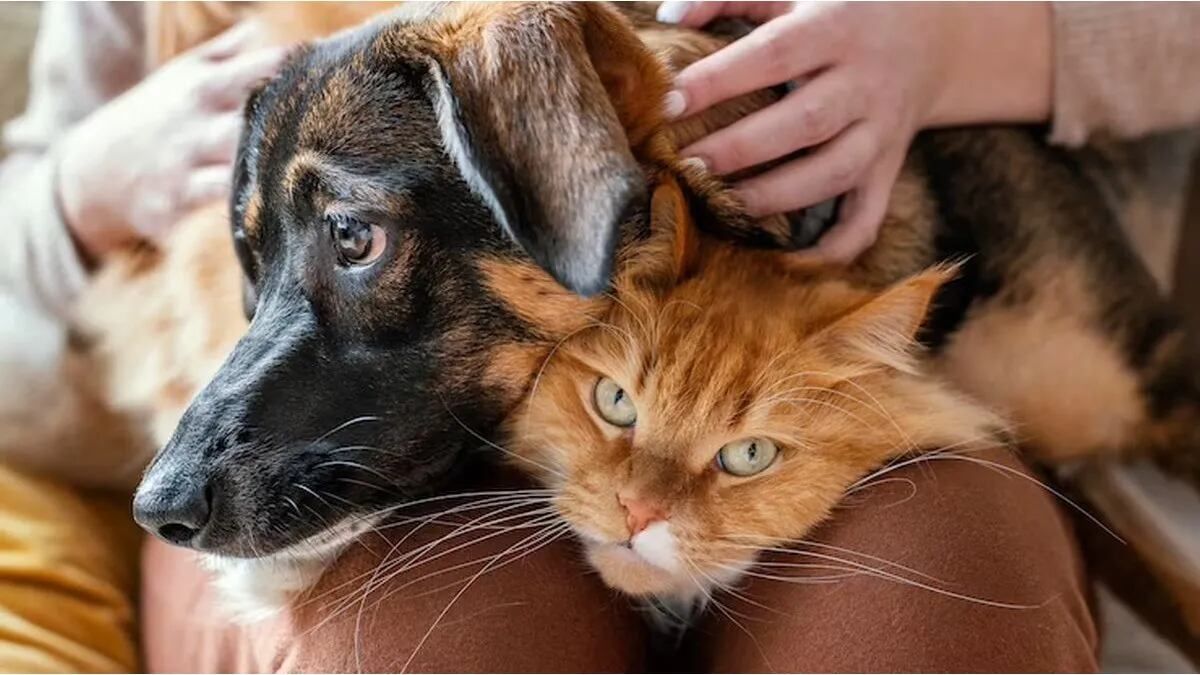 La mezcla de ingredientes que es perfecta para eliminar pulgas en perros y gatos La mezcla de ingredientes que es perfecta para eliminar pulgas en perros y gatos