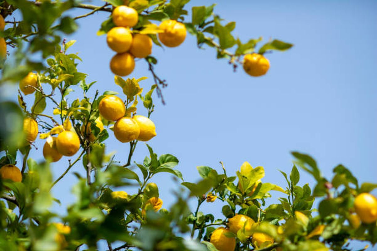 Descubrí cuál es el mejor día para abonar un limonero. Descubrí cuál es el mejor día para abonar un limonero.
