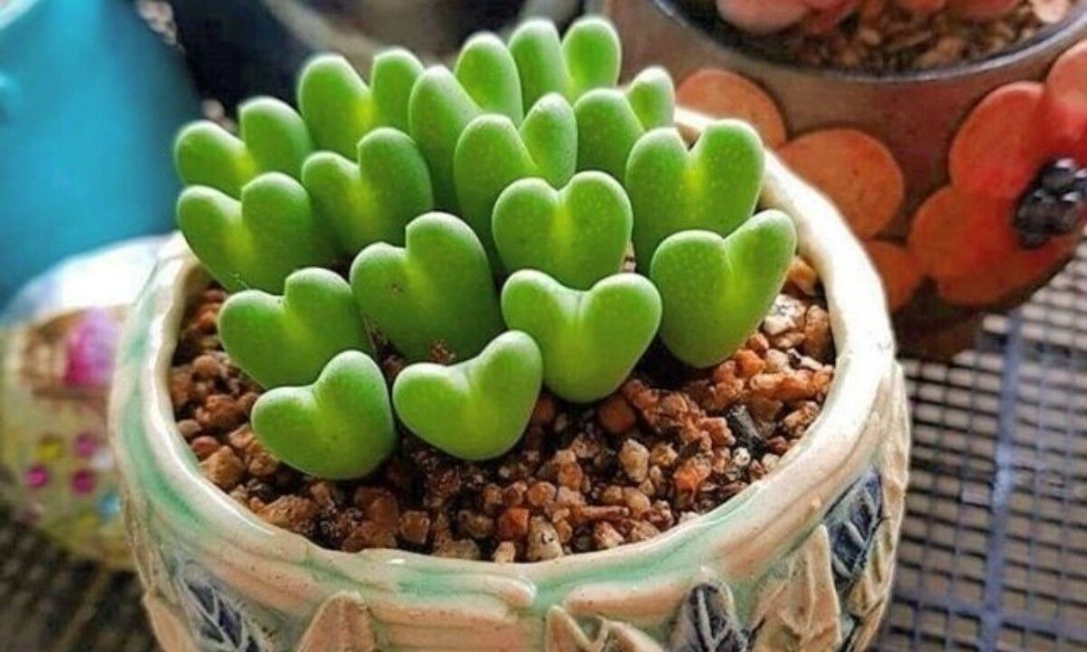 Suculenta corazón. Suculenta corazón.