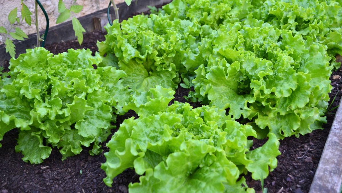 La lechuga pierde humedad y se marchita mucho antes que otros vegetales. La lechuga pierde humedad y se marchita mucho antes que otros vegetales. 
