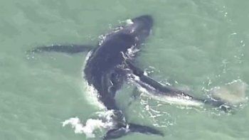 Una cría de ballena intenta salvar a su madre encallada