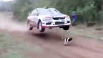 Perro con suerte se salva de ser atropellado en rally