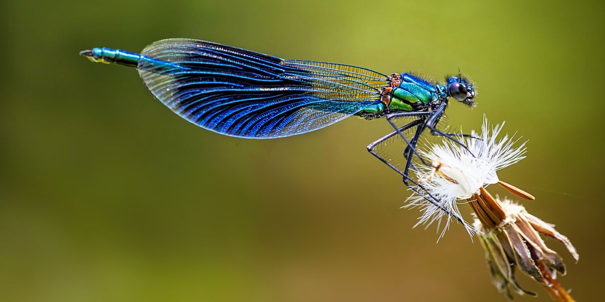 Hablamos de un insecto gigante que existió hace 300 millones de años y tenía característias similares a una libélula. 