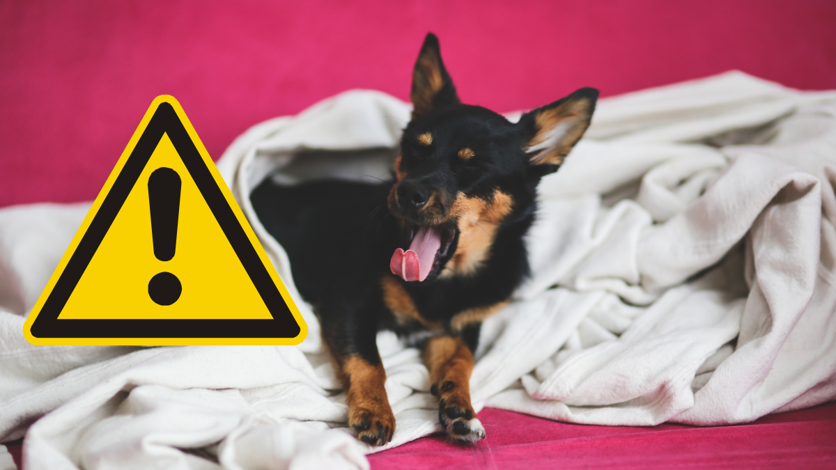 Estornudar inverso en perros: qué es, por qué hacen ruidos extraños y cómo prevenirlos