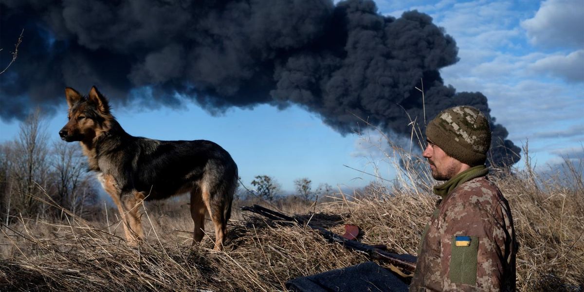Los perros de Ucrania también sufren las consecuencias de la guerra. Los perros de Ucrania también sufren las consecuencias de la guerra.