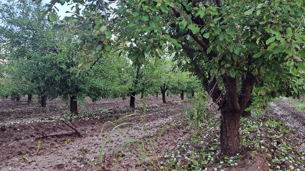 Las fincas de Cuadro Nacional, Cuadro Benegas, El Cerrito, Salto de las Rosas y Las Paredes registraron importantes pérdidas por el granizo en San Rafael, especialmente en las ciruelas. Las fincas de Cuadro Nacional, Cuadro Benegas, El Cerrito, Salto de las Rosas y Las Paredes registraron importantes pérdidas por el granizo en San Rafael, especialmente en las ciruelas.