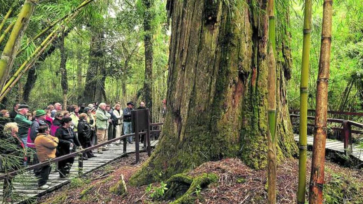 Histórico: el árbol argentino más viejo que sobrevivió a volcanes e incendios