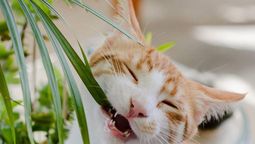 Las plantas no son juguetes para tus mascotas