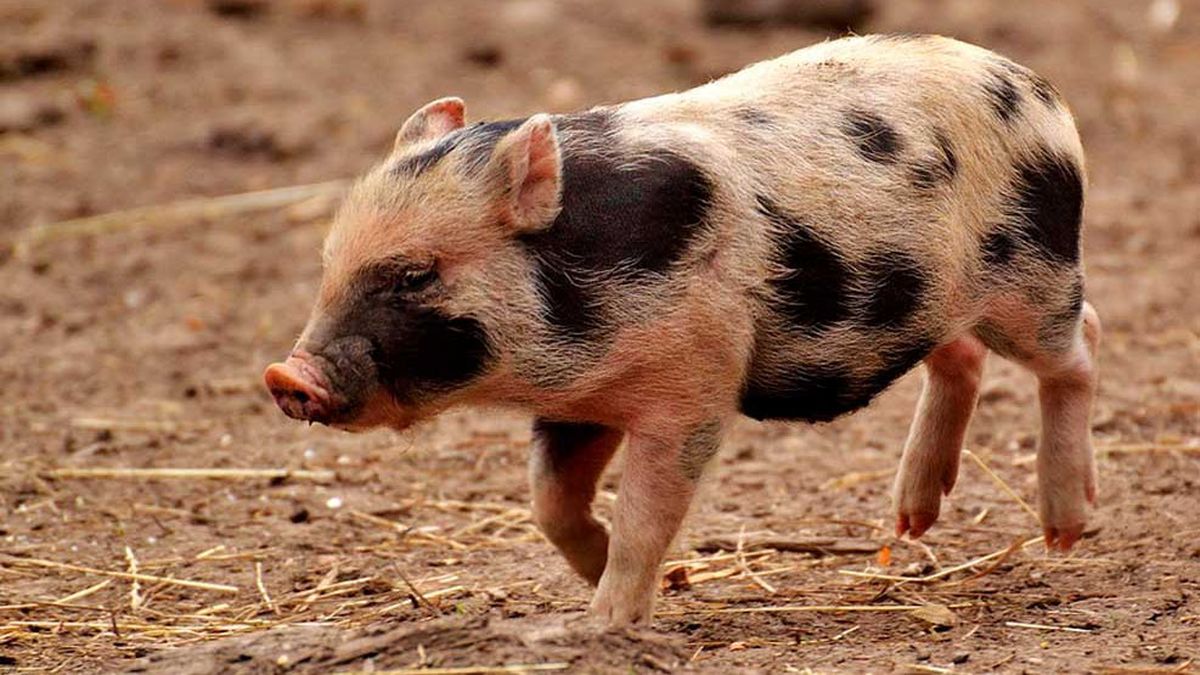 El dueño del animal dijo que los delincuentes treparon una medianera de 3 metros y le robaron el cerdo. Imagen ilustrativa. El dueño del animal dijo que los delincuentes treparon una medianera de 3 metros y le robaron el cerdo. Imagen ilustrativa.