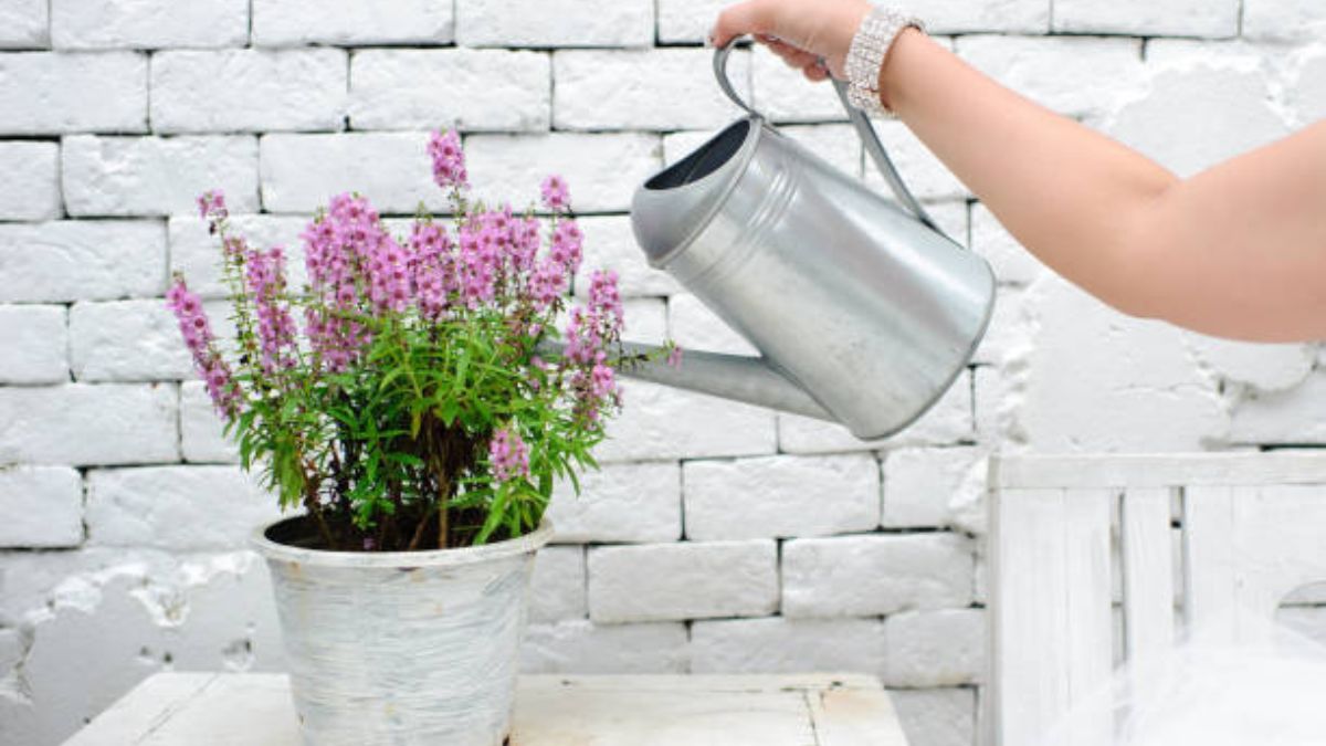 Presta atención al riego de la lavanda.