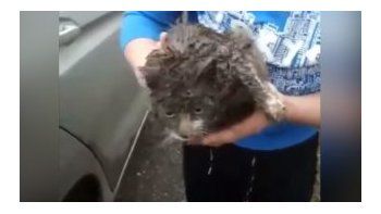 Una gata recorre más de 100 kilómetros debajo de un auto