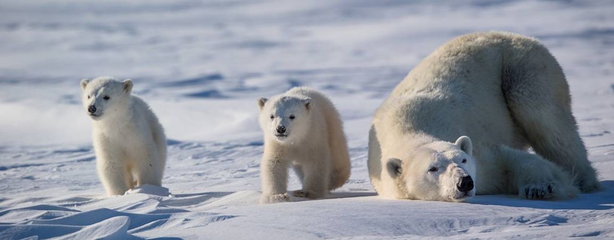 Los científicos estudiaron a los osos durante 10 años. Los científicos estudiaron a los osos durante 10 años.