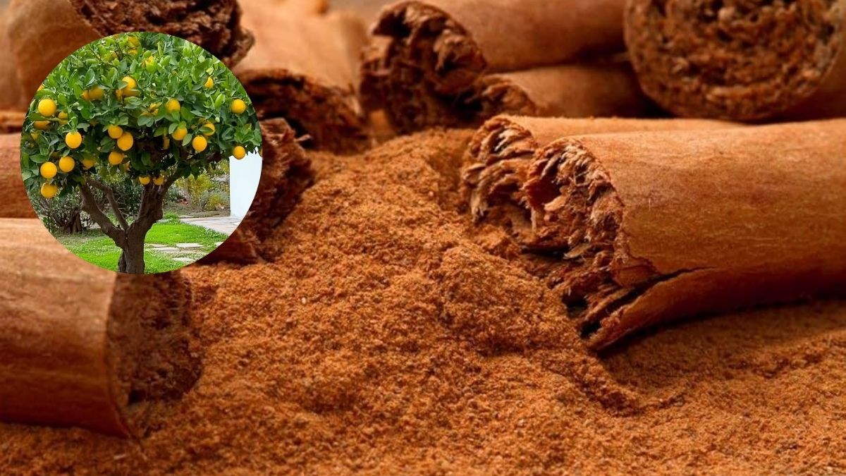 Árbol limonero: cómo evitar que se pudran sus raíces usando un poco de canela en polvo