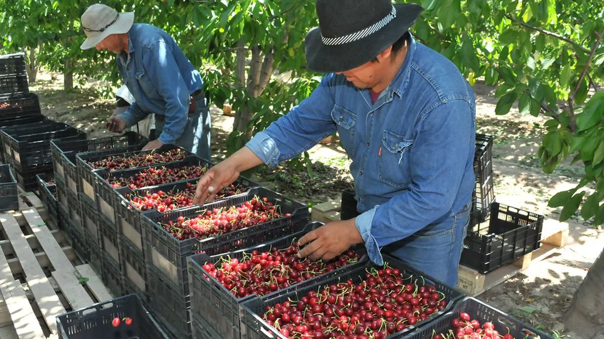 La cerezas pueden potenciar las exportaciones de Mendoza.