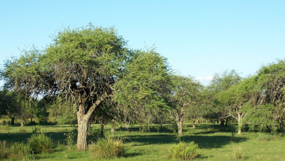 El árbol con la madera más resistente del mundo.