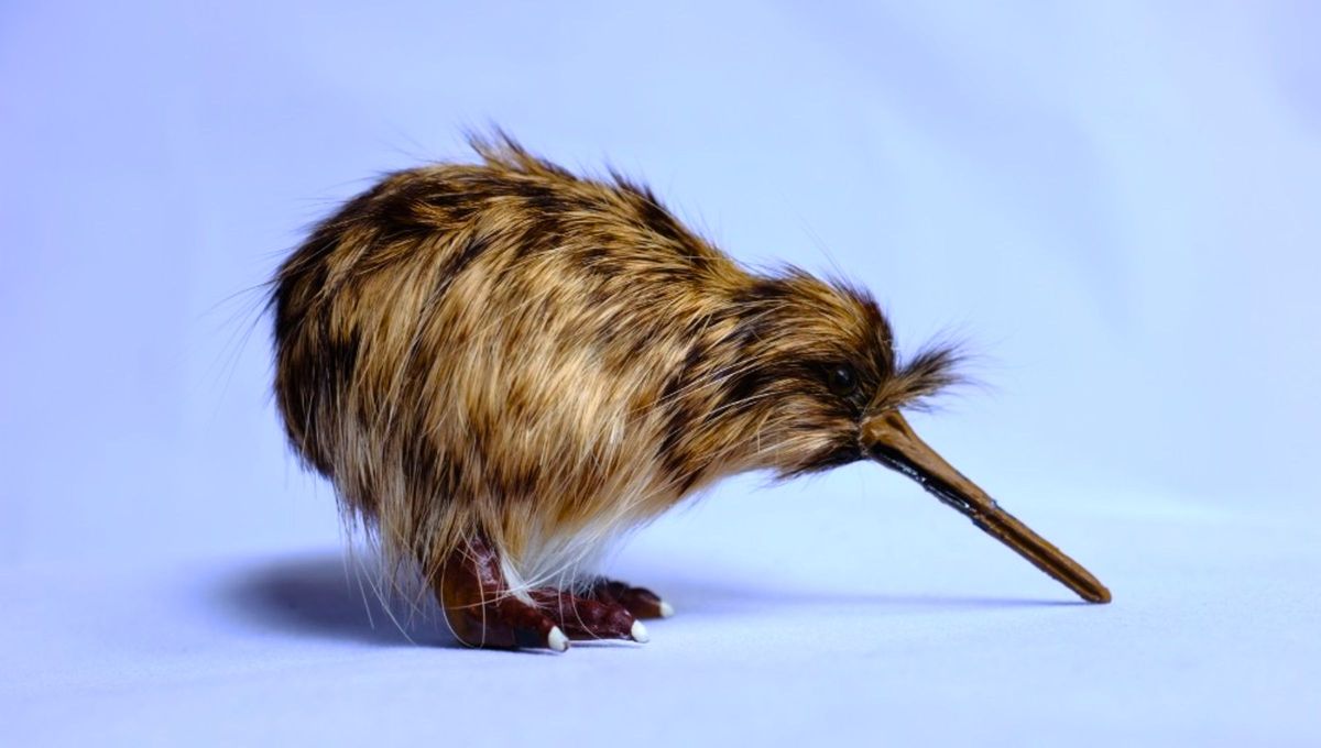 La única especie de ave con las alas más pequeñas del mundo existe: no vuela y se parece a un kiwi