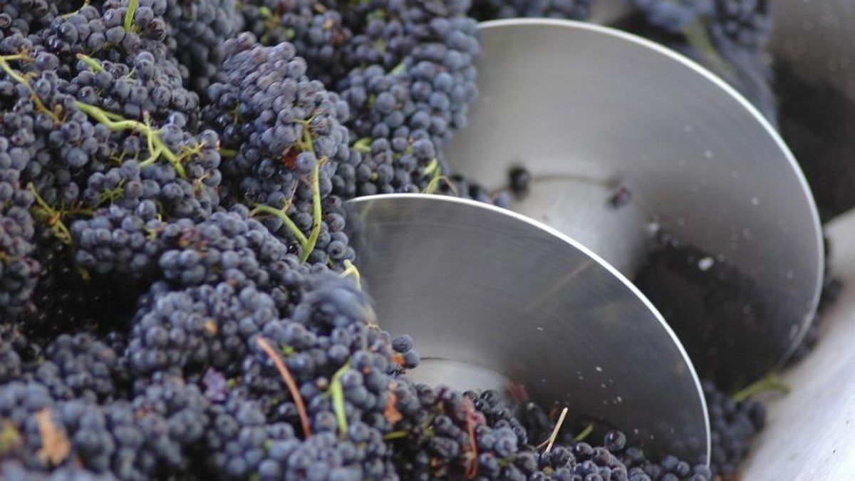 Una serie de contratos para exportar miles de toneladas de mosto y litros de vino fue lo que acordaron Fecovita e Iberte. Actualmente, Fecovita ha denunciado a Iberte por extorsión. Una serie de contratos para exportar miles de toneladas de mosto y litros de vino fue lo que acordaron Fecovita e Iberte. Actualmente, Fecovita ha denunciado a Iberte por extorsión.